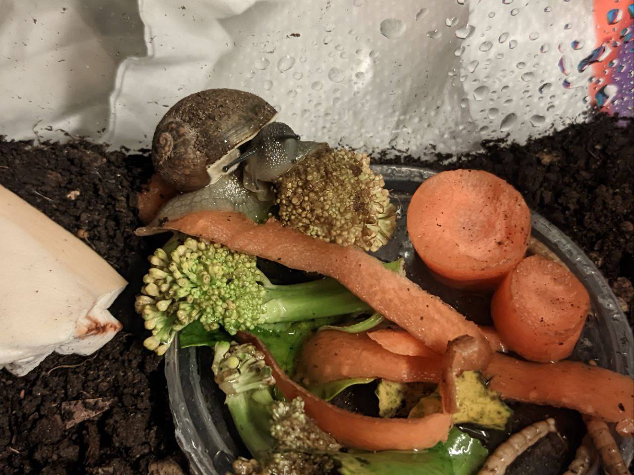 A snail curled over some broccoli, munching on them.