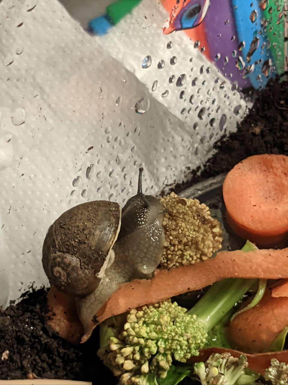 A little snail completely absorbed into eating broccoli.