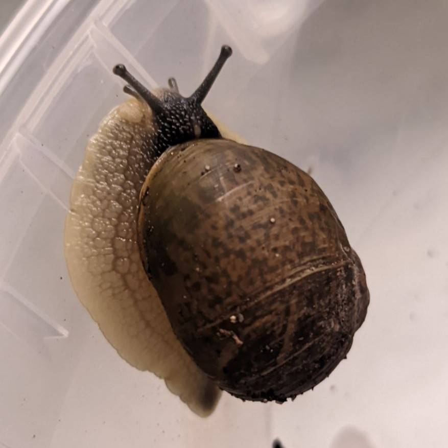 A snail with a rich brown shell, partially retracted into their shell.