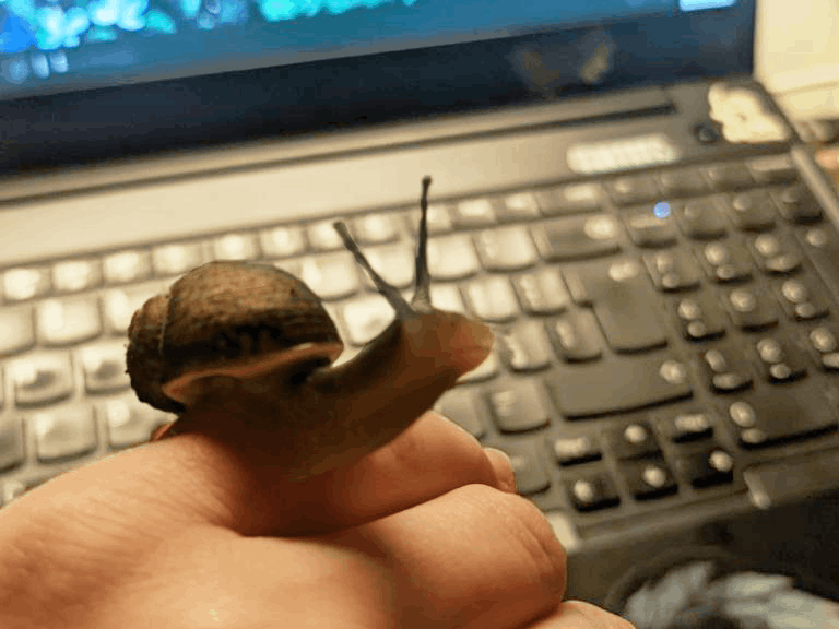 Small snail climbing on a finger and looking curiously ahead. There's a computer in the background.