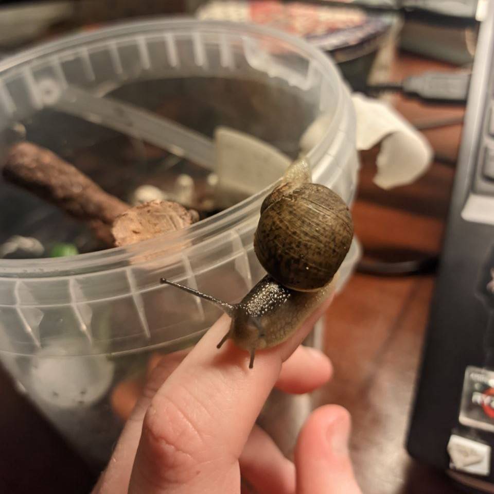 A snail exploring a human finger!