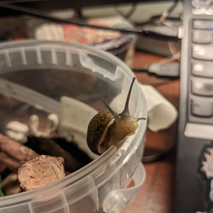 A little snails peeking over a bucket.