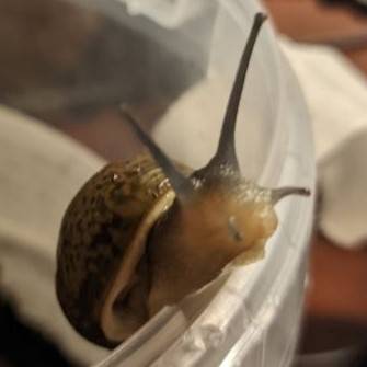 A little snails peeking over a bucket.