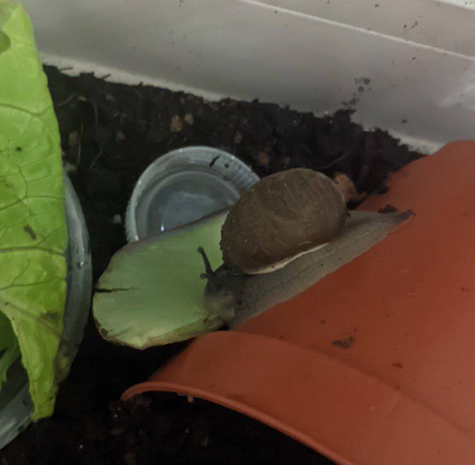 A snail from behind, holding onto a plastic flower pot while munching on an artichoke leaf.