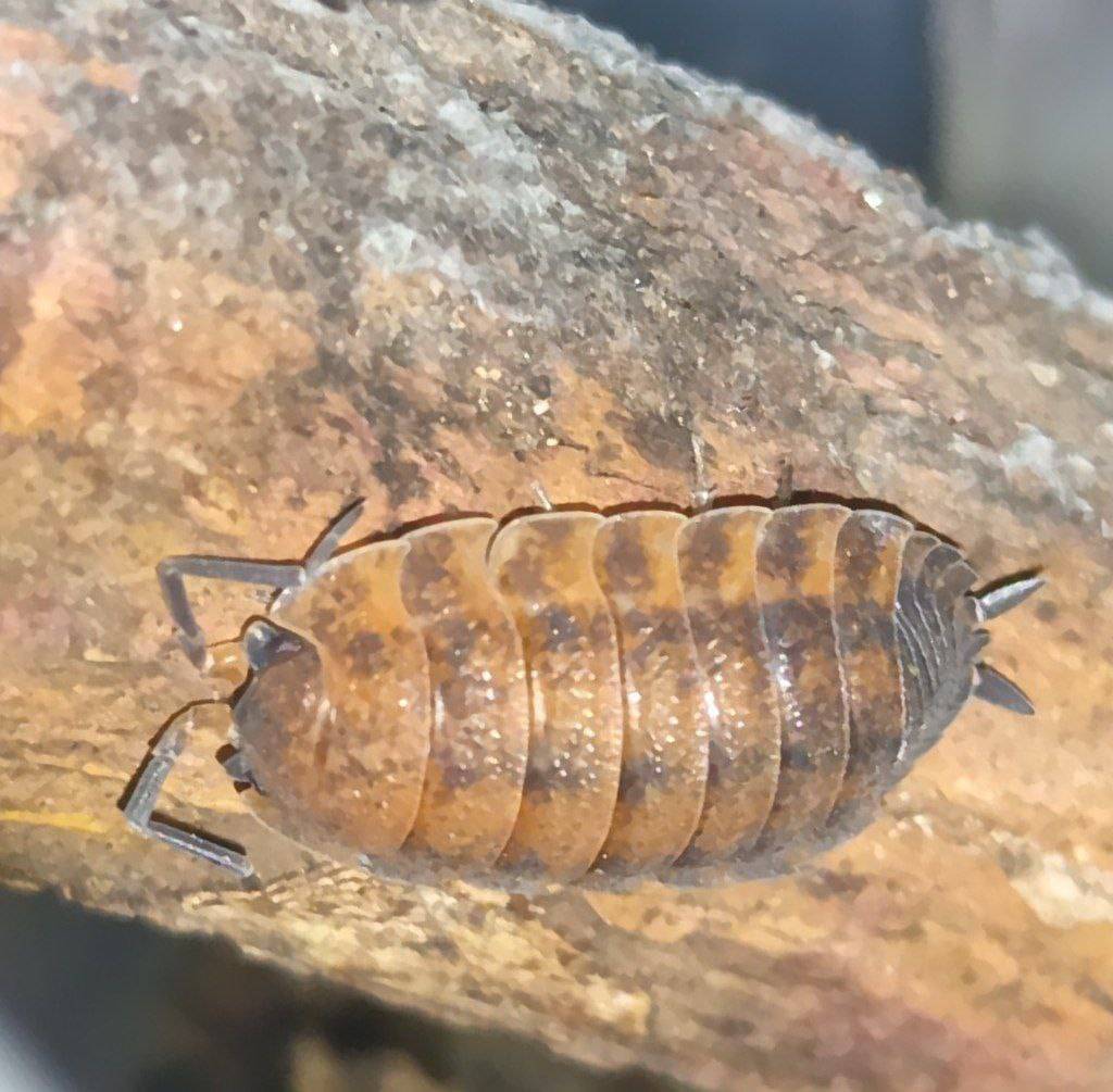 Closeup of a brownish-orange isopod.