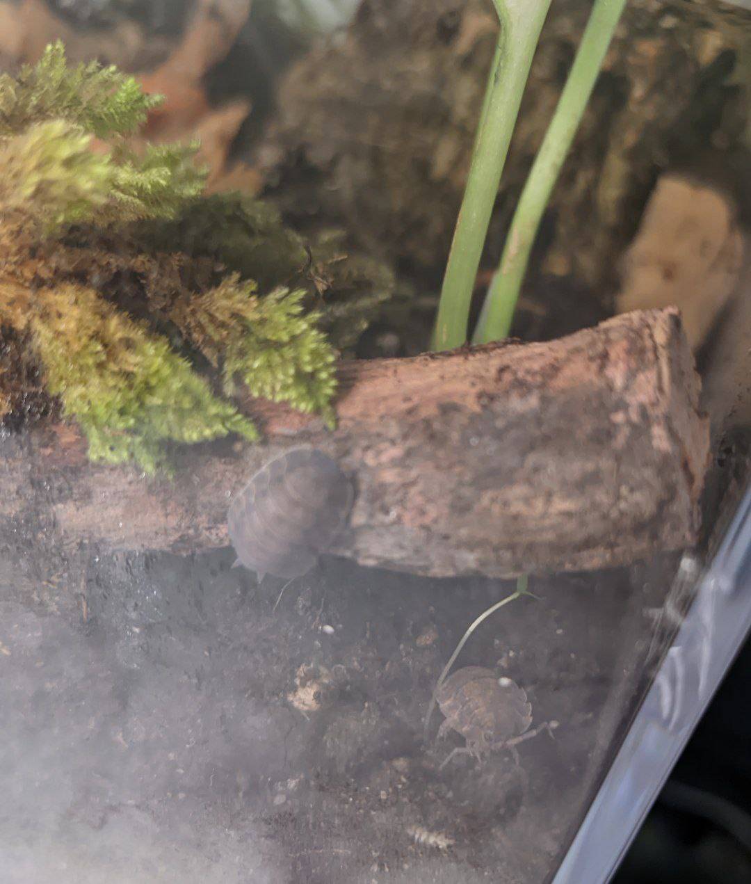 A couple of isopods in their tank, climbing on a branch and walking on the ground.