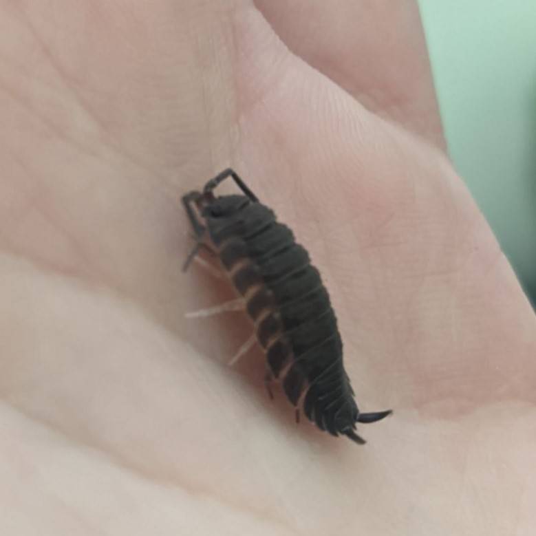 A black isopod resting on a human hand.