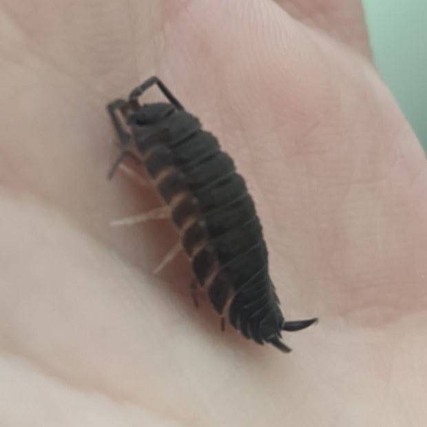 A black isopod resting on a human hand.