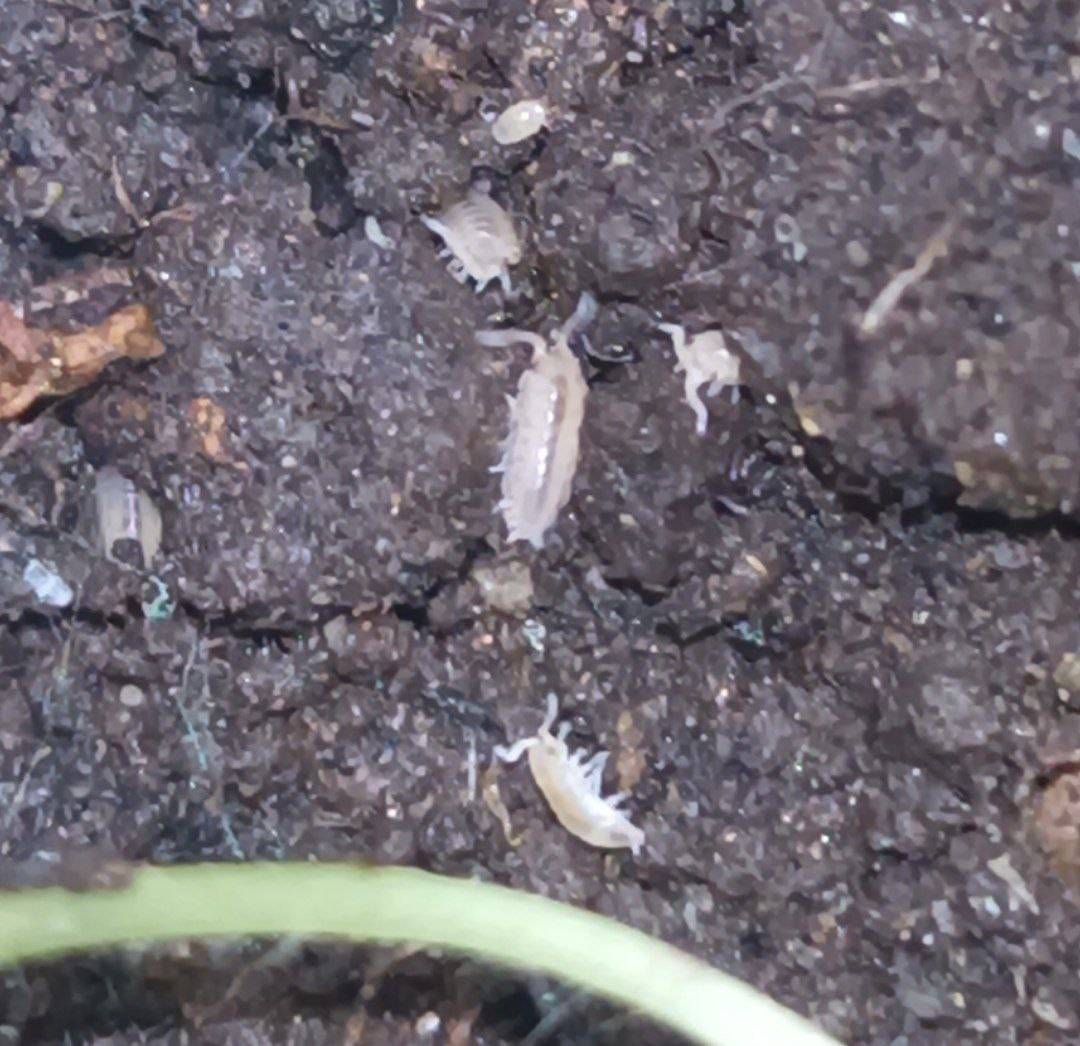 Baby isopods - they're tiny, white, and have a dark stripe in the middle of their bodies.