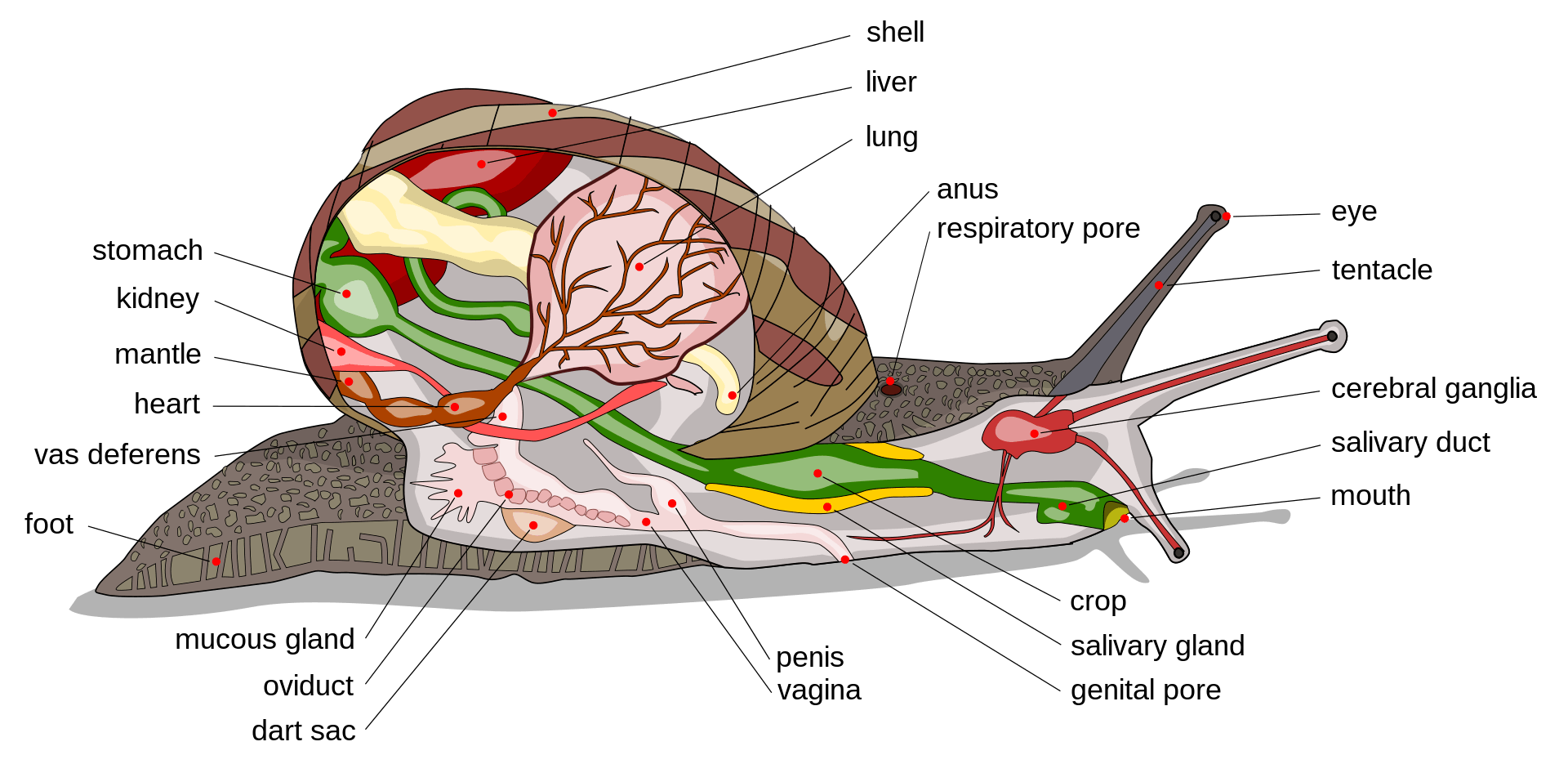 Snail anatomy chart