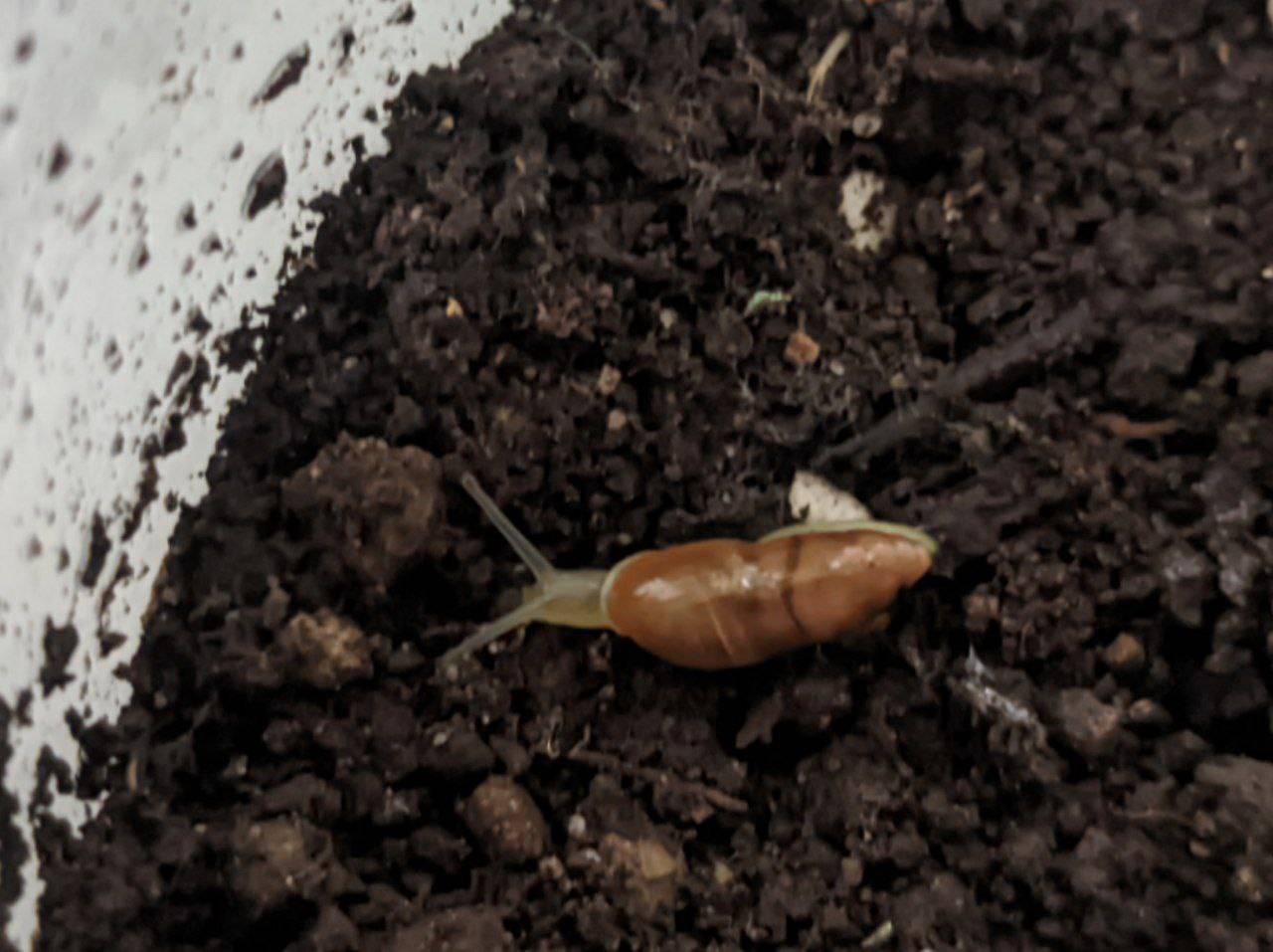 A tiny snail walking on dirt.