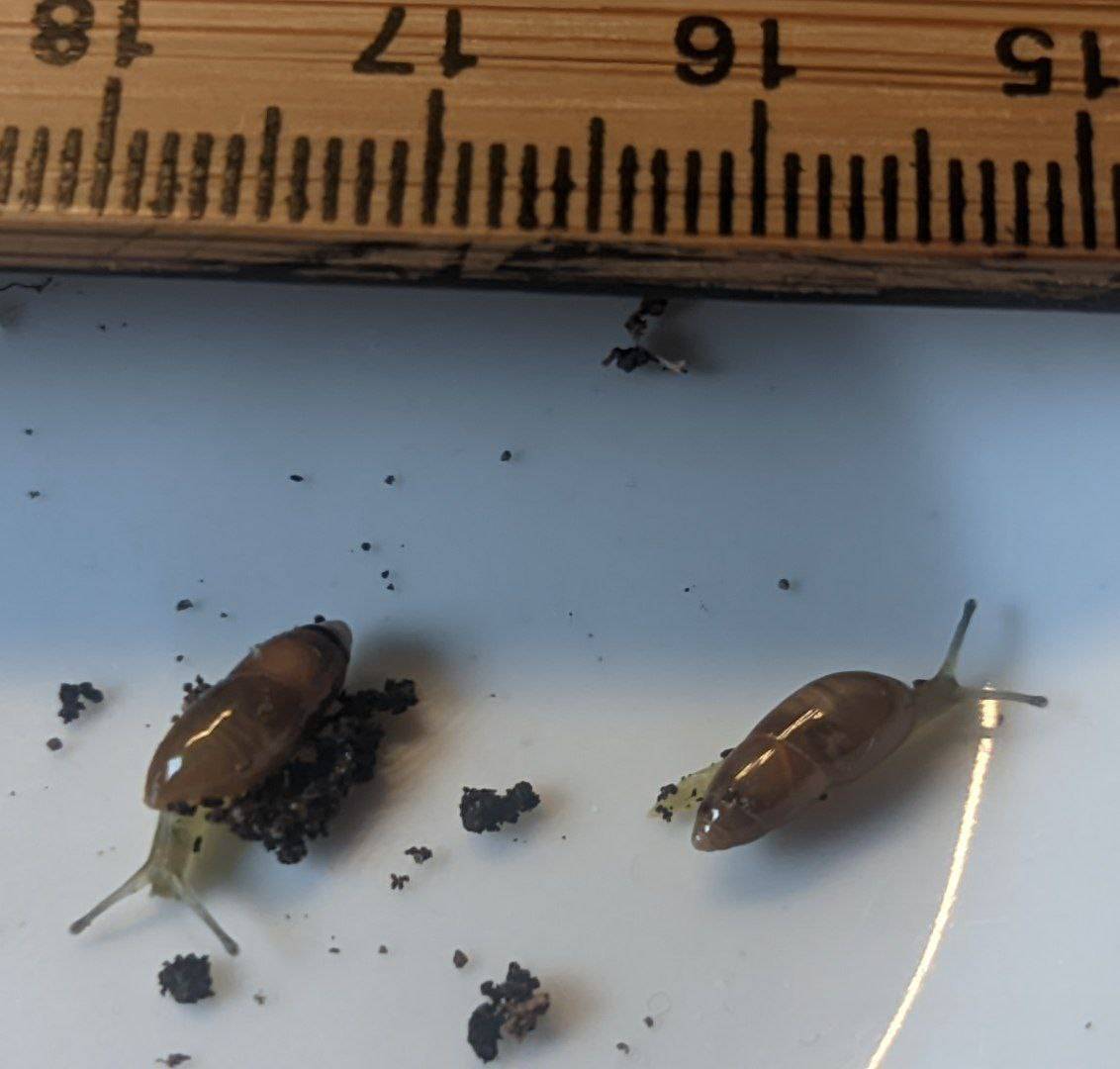 Two very tiny snails with a ruler besides them, showing them measuring about one centimeter in lenght.