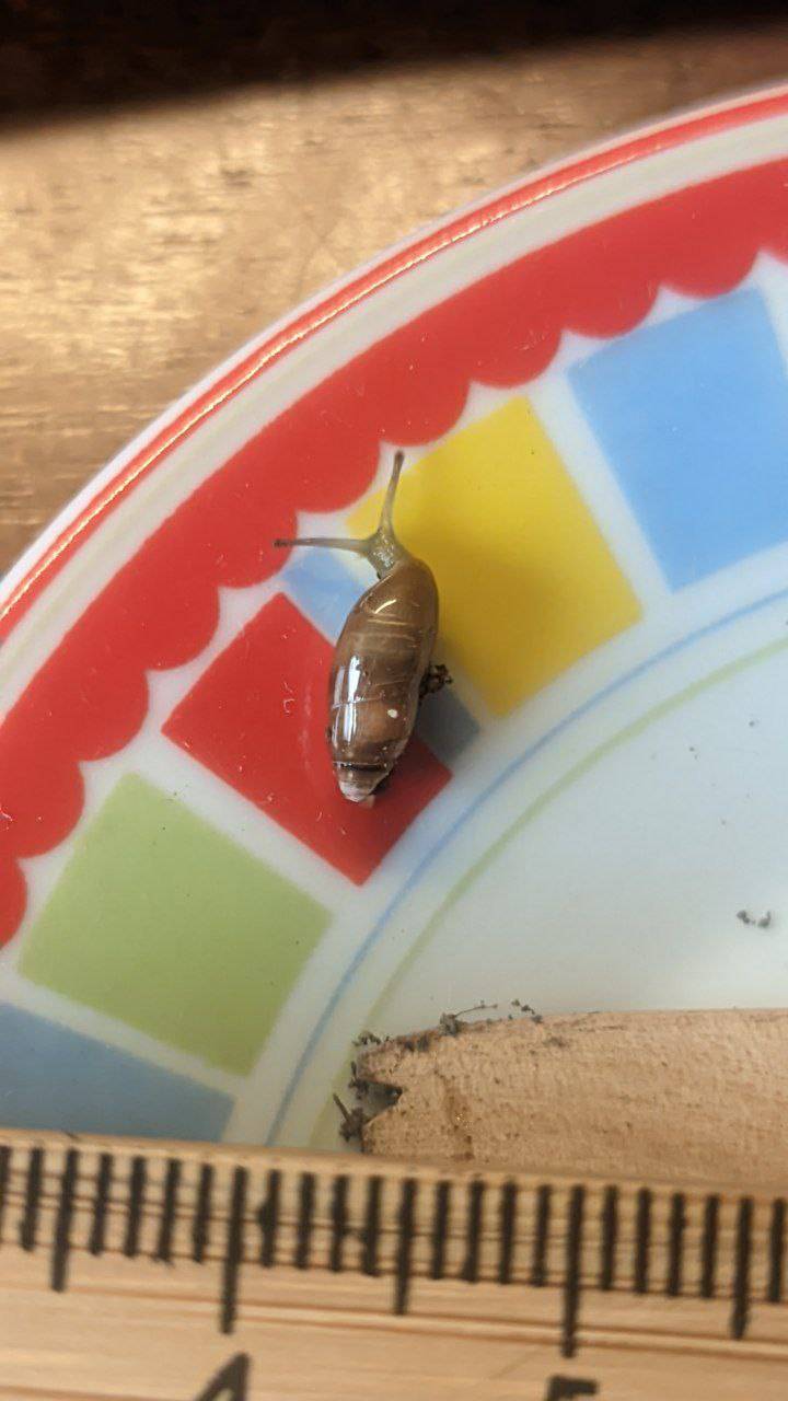 A very tiny green snail with an elongated brown shell, sitting on a colorful plate.