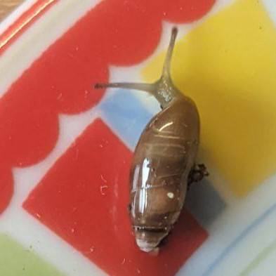 A very tiny green snail with an elongated brown shell, sitting on a colorful plate.