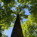 A very tall tree seen from below, towering over you.