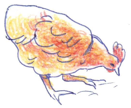 Colored pencils sketch of a chicken pecking at the ground.